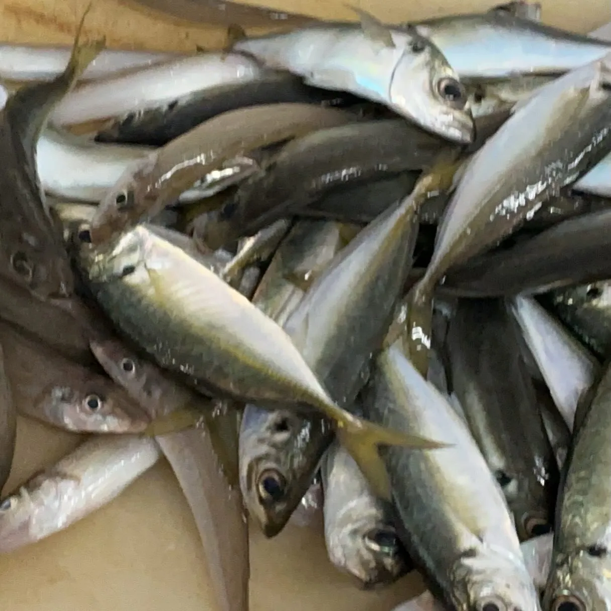 やばいー釣り鯵、釣りシロギス