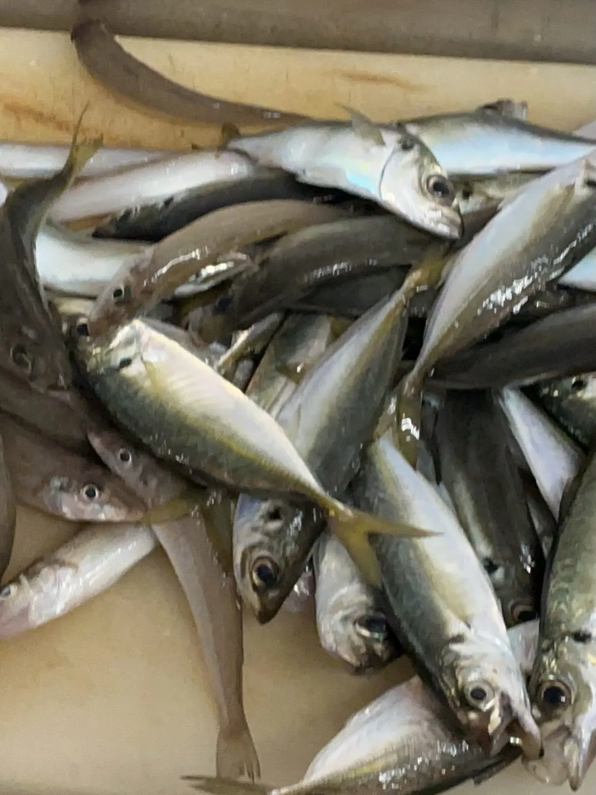 おはようございます