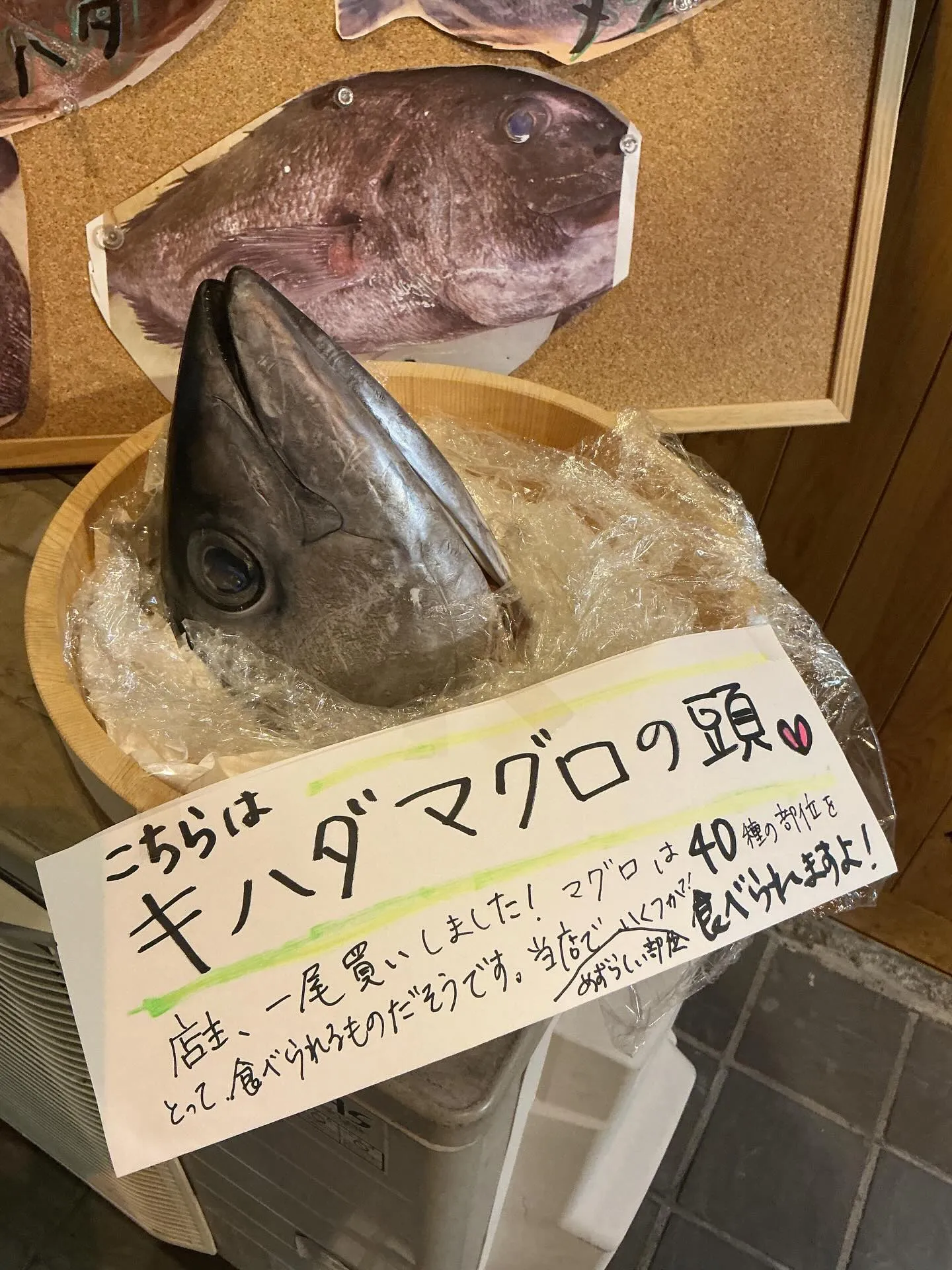 キハダマグロ　14キロの黄メジです