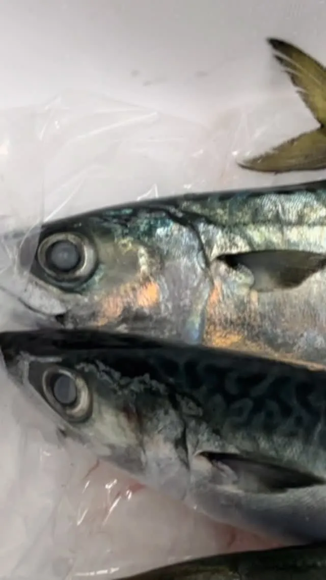 まさかの今朝釣りの鯖、大鯵が入荷です