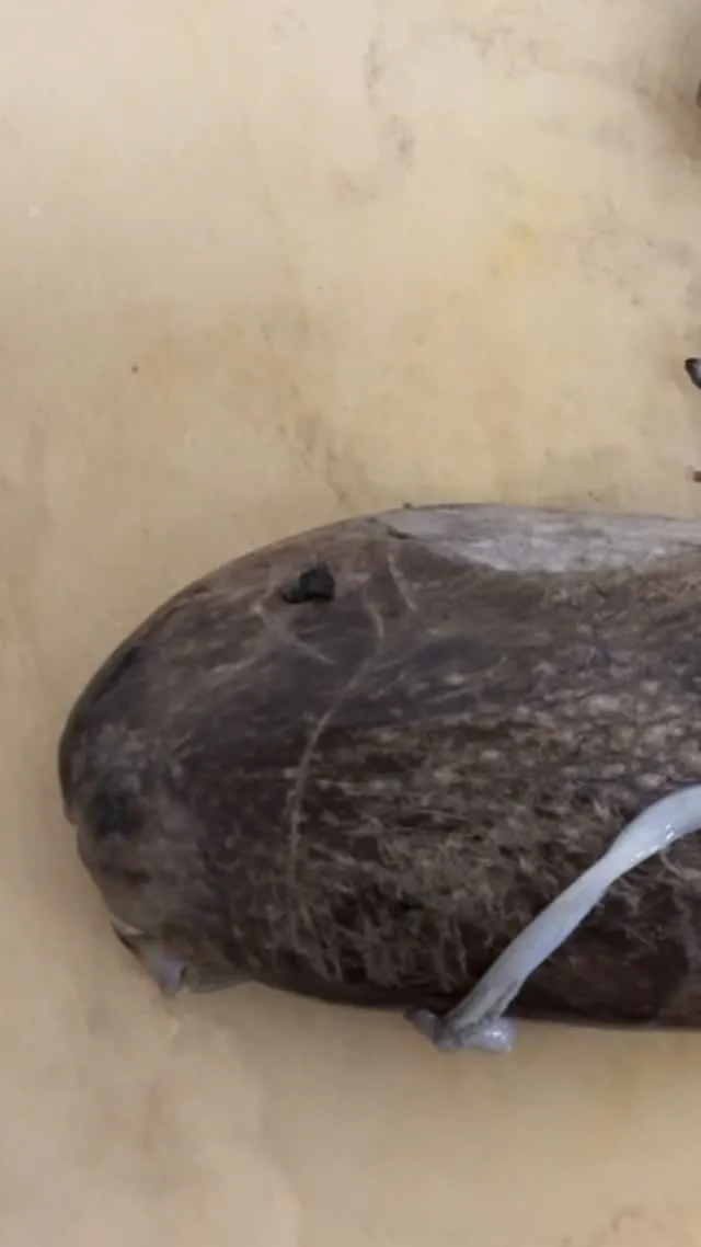 おはようございます