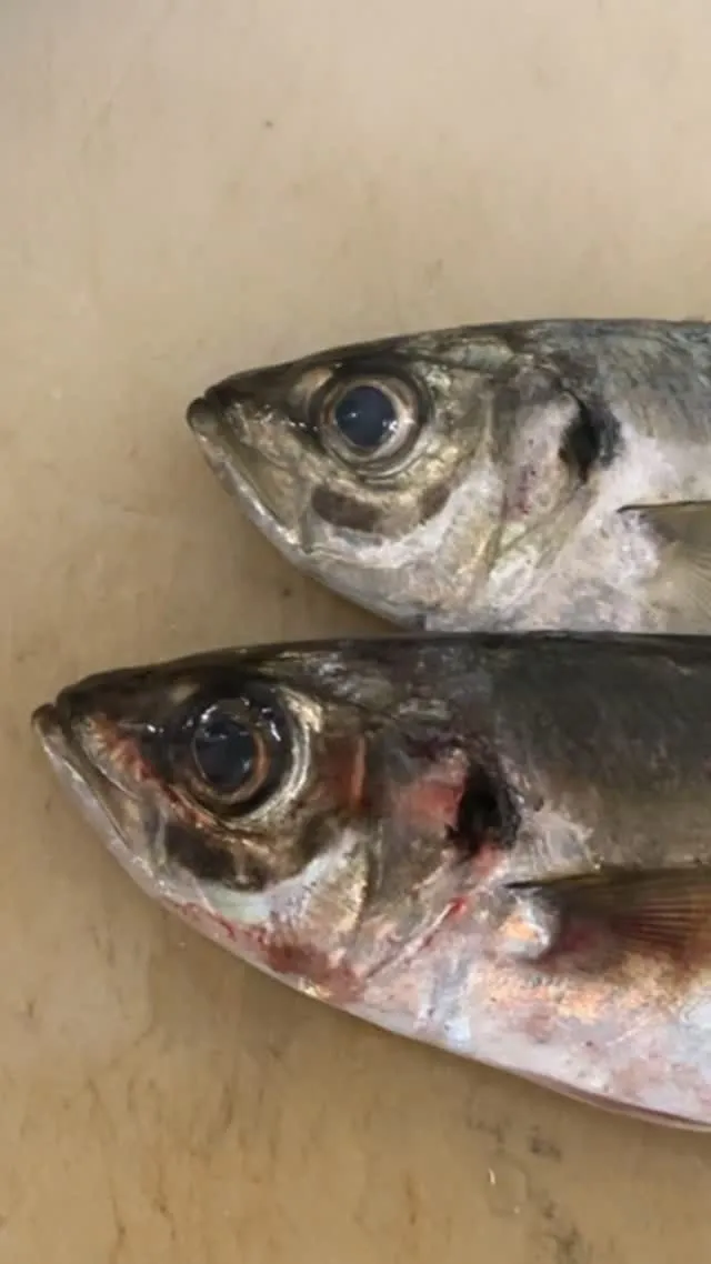 おはようございます