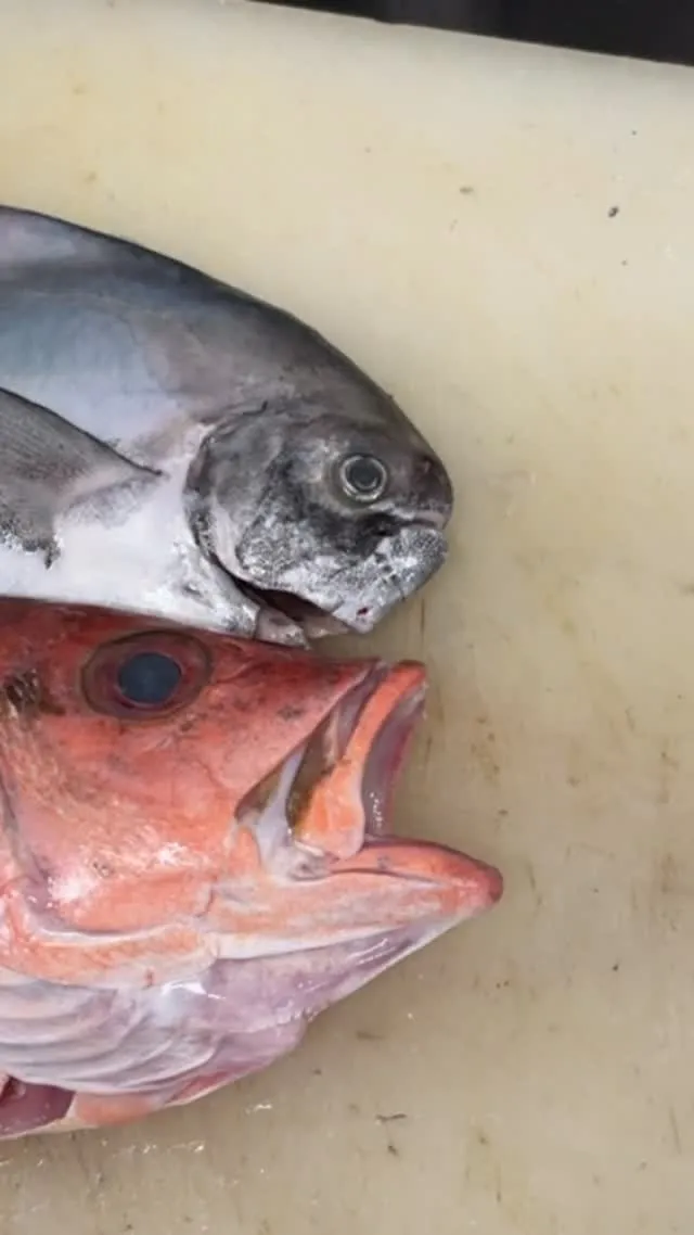 おはようございます