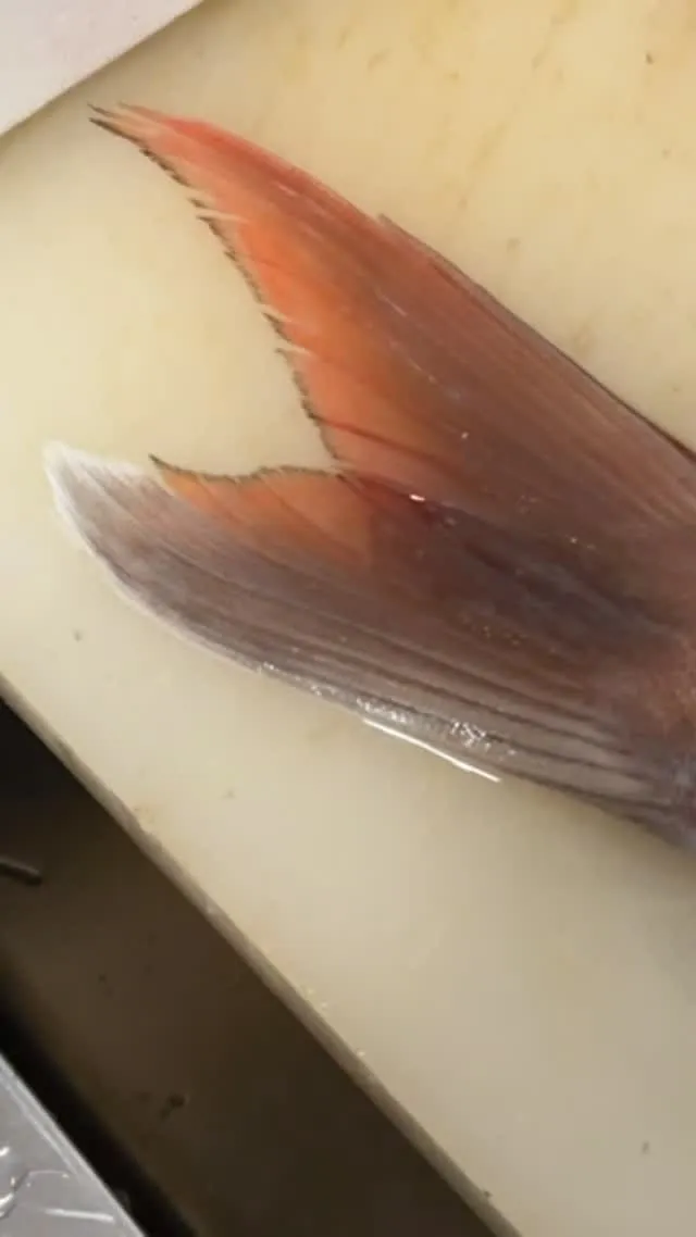 おはようございます