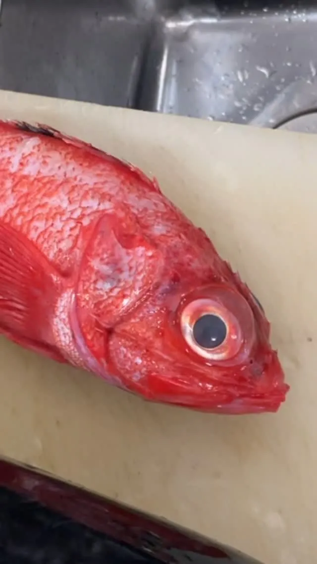 おはようございます