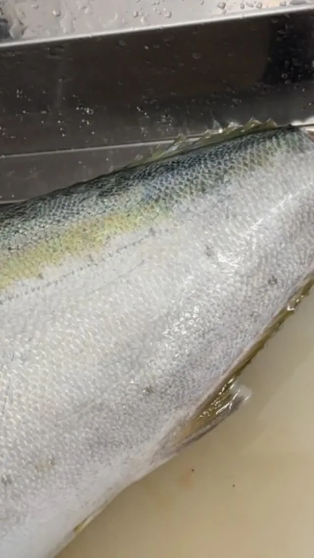 春鰤仕入れてきました