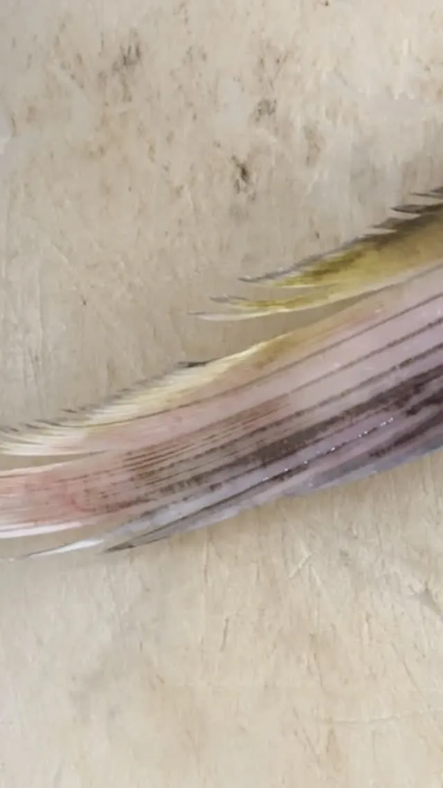 はいおはようございます