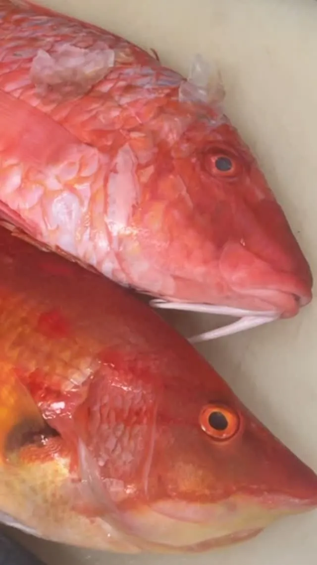 おはようございます