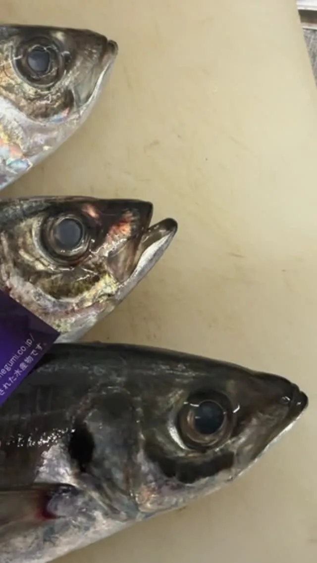 おはようございます