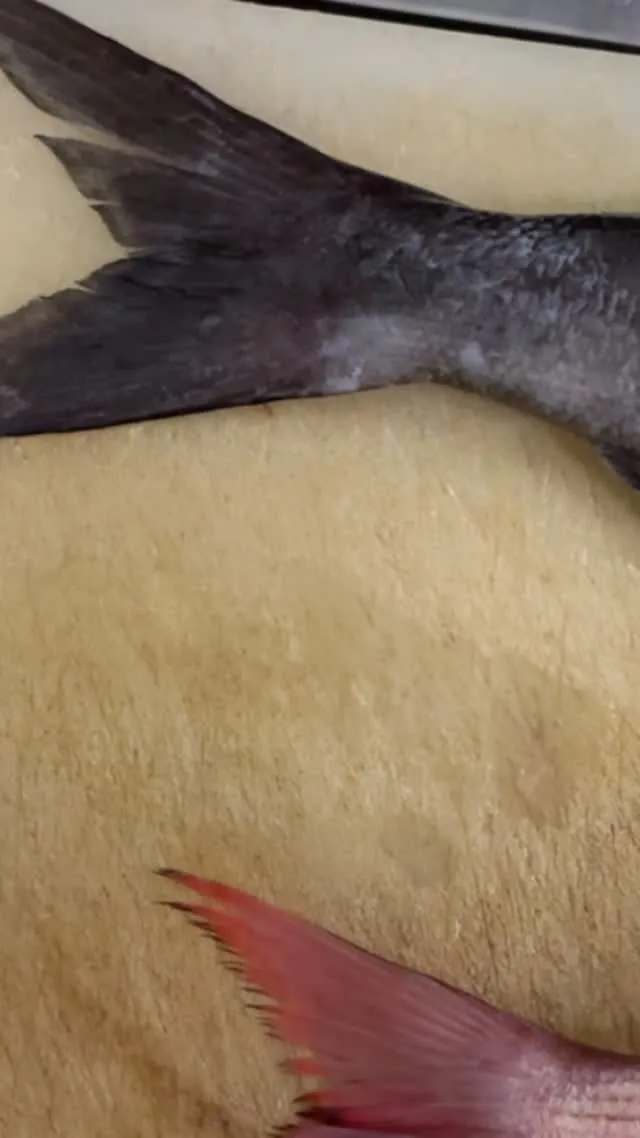 おはようございます